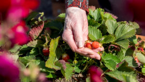 Community Garden